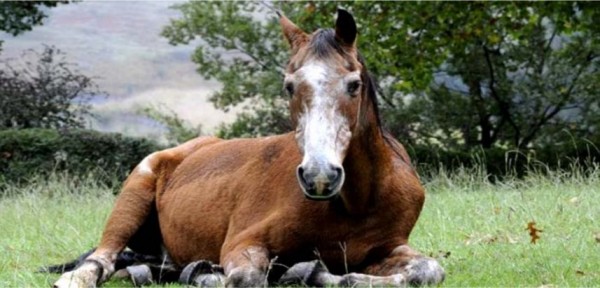 https://www.suscaballos.com/Manejo Integral del Caballo Senior