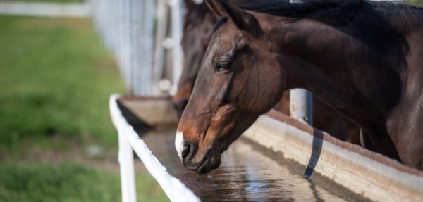 https://www.suscaballos.com/Un caballo hidratado es un caballo saludable