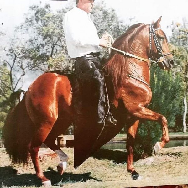 https://www.suscaballos.com/Adiós A Un Gran Reproductor HURACÁN DE MARACANA 