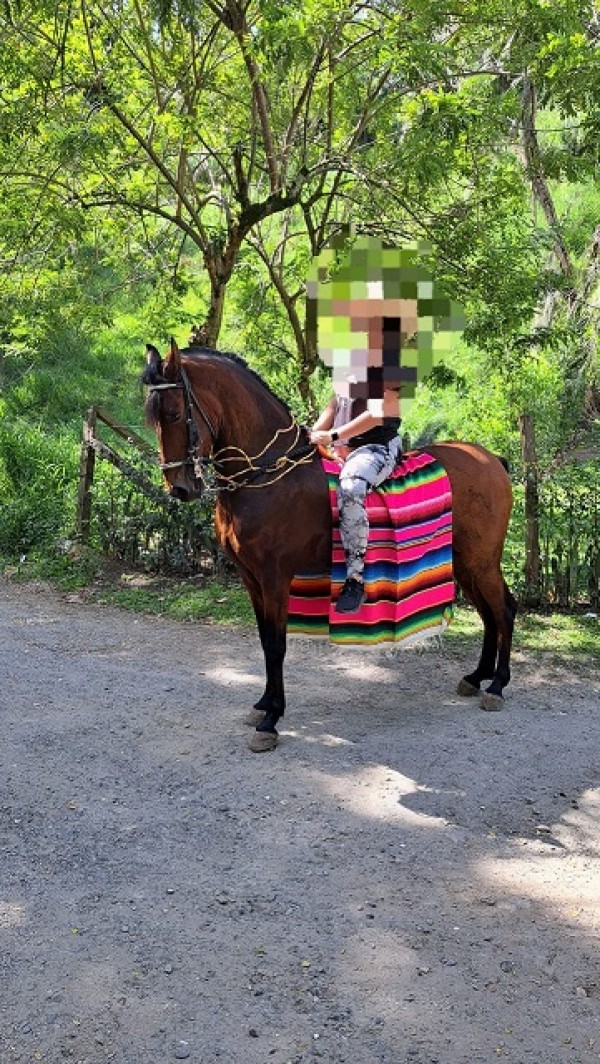 https://www.suscaballos.com/Se vende caballo 5 años de edad hijo de renegado de las leyendas