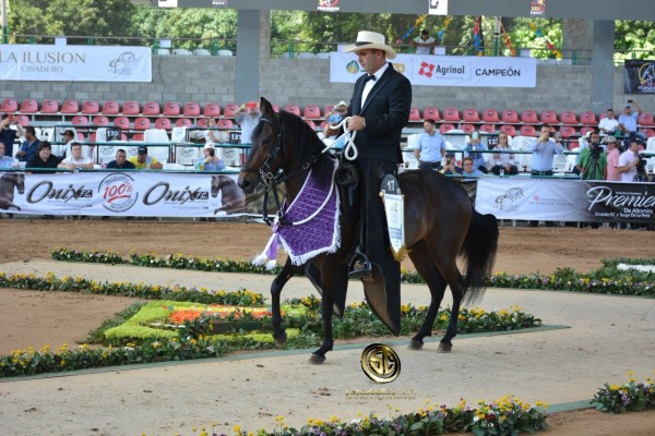 https://www.suscaballos.com/VÍDEO: Natalia Mejor, Dulzura 1P, Potrancas Paso Fino Colombiano, Nacional 2018
