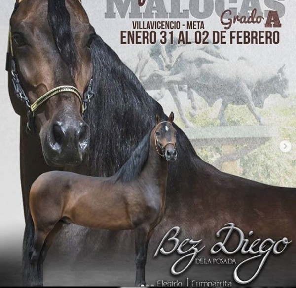 https://www.suscaballos.com/Programate para Expo Malocas grado A del 31 de enero al 2 de febrero