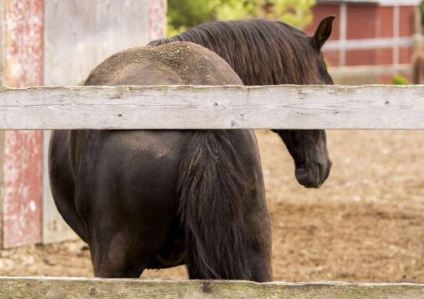 https://www.suscaballos.com/Parásitos intestinales del caballo
