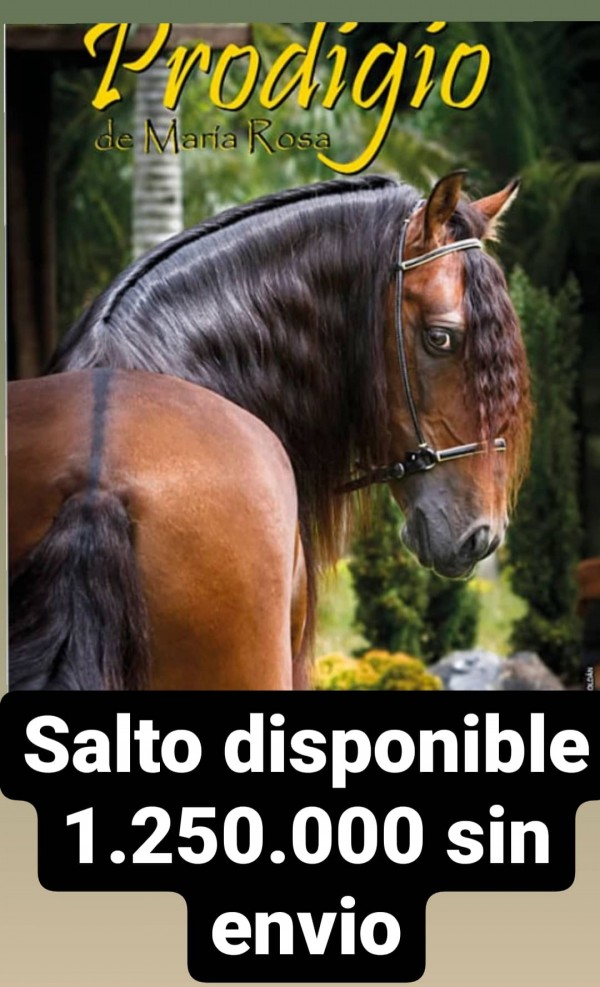 https://www.suscaballos.com/Salto prodigio de María rosa
