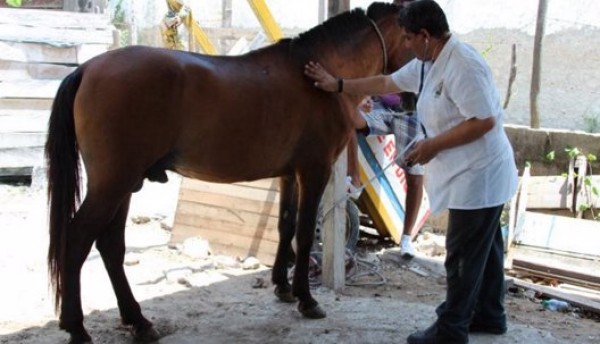 https://www.suscaballos.com/Tenga En Cuenta Estas Recomendaciones Para El Control De Cólico Equino