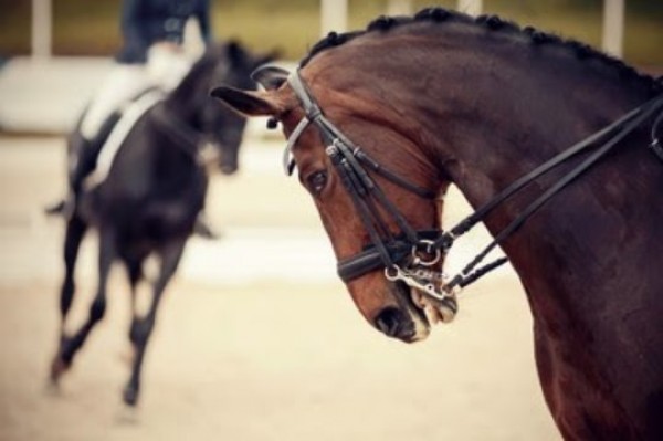 https://www.suscaballos.com/Hiperflexión, rollkur o caballo encapotado