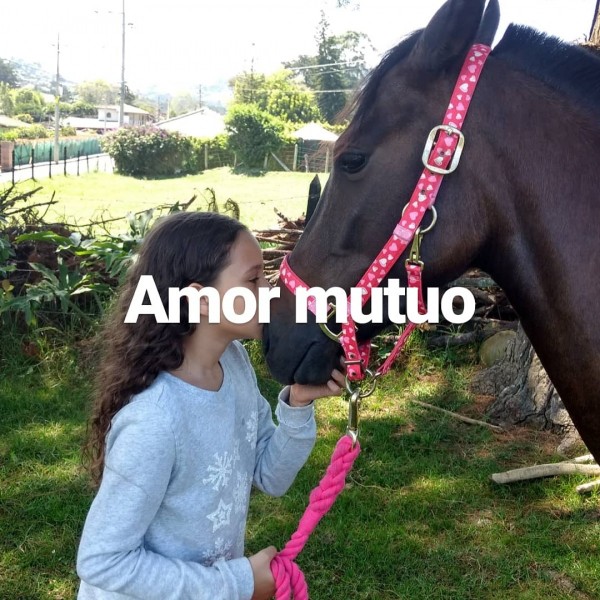 https://www.suscaballos.com/Tormenta 