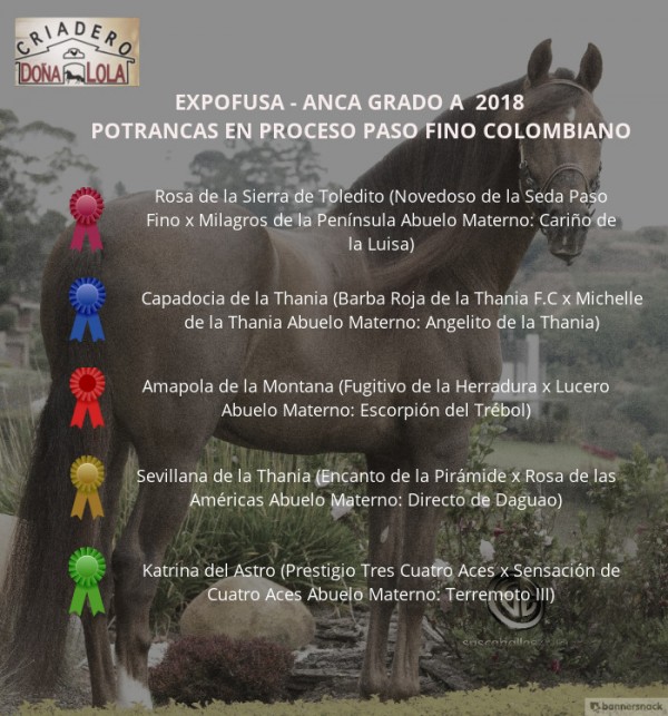 https://www.suscaballos.com/RESULTADOS Expofusa Grado A 2018 - PASO FINO COLOMBIANO