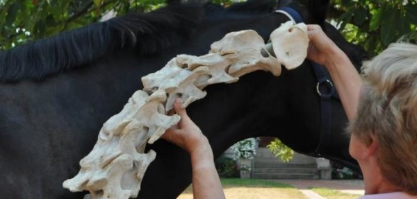 https://www.suscaballos.com/¿Qué nos revelan los músculos del cuello?
