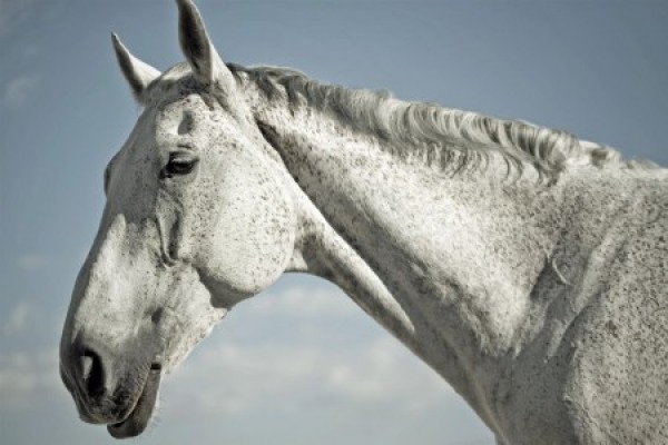 https://www.suscaballos.com/Algunos consejos para los caballos mayores