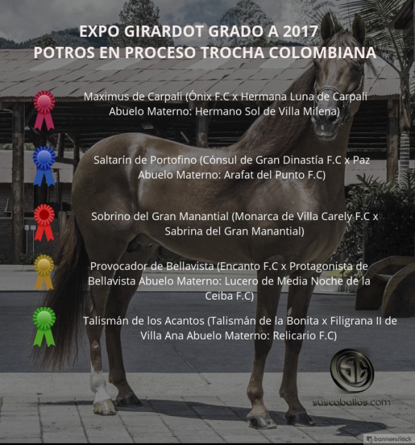 https://www.suscaballos.com/VÍDEO:Maximus Mejor, Saltarín 1P, Potros Trocha Colombiana, Expo Girardot 2017