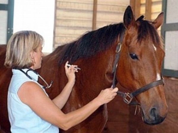 https://www.suscaballos.com/Parásitos Internos del Caballo – Prevención y Control