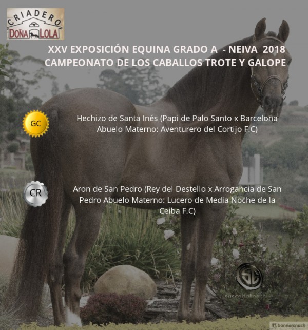 https://www.suscaballos.com/VÍDEO: Hechizo Campeón, Aron Reservado Trote Y Galope, Neiva 2018