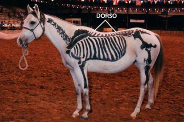 https://www.suscaballos.com/El Dorso del Caballo: ¿Porqué se presenta el dorso hundido?