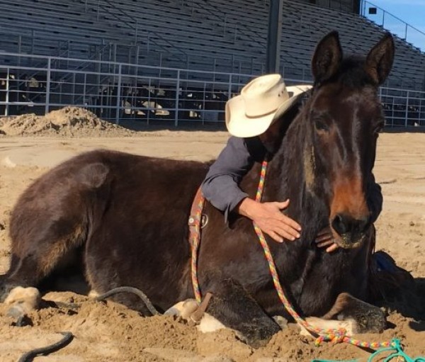 https://www.suscaballos.com/Que dice la ciencia sobre tumbar a los caballos