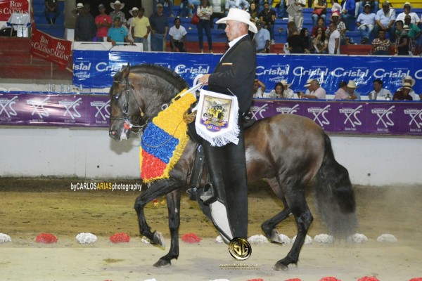 https://www.suscaballos.com/VÍDEO: Travieso Hijo de Aarón Gran Campeón, Trocha y Galope, Armenia