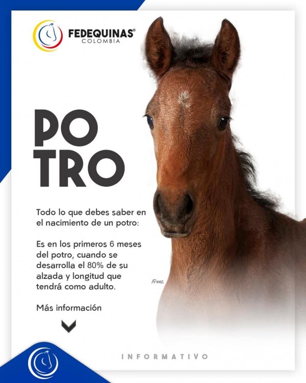 https://www.suscaballos.com/Todo lo que debes saber en el nacimiento de un potro