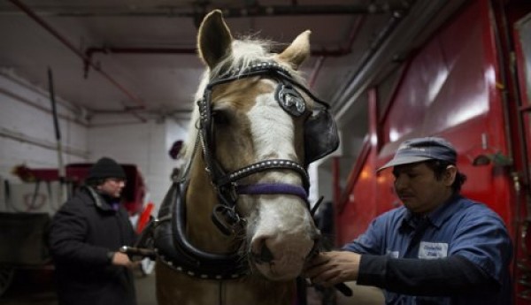 https://www.suscaballos.com/Conozca En Qué Consiste El Coaching Asistido Con Caballos