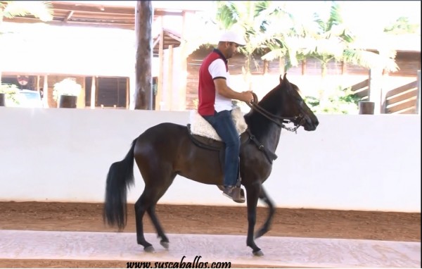 https://www.suscaballos.com/Un Nuevo Fenómeno En El Paso Fino Colombiano, Natalia De La Ilusión