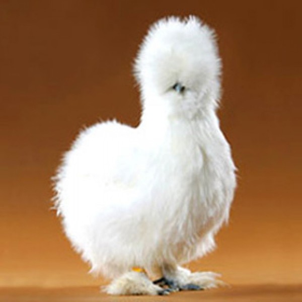 https://www.suscaballos.com/se venden gallinas silkie