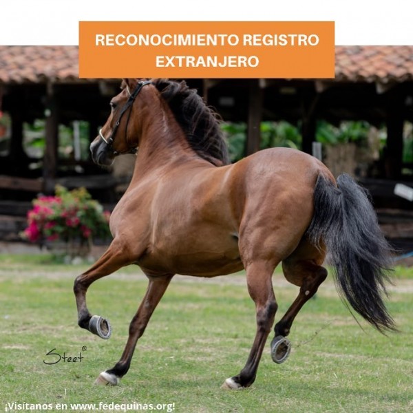 https://www.suscaballos.com/Fedequinas: Reconocimiento Registro Extranjero