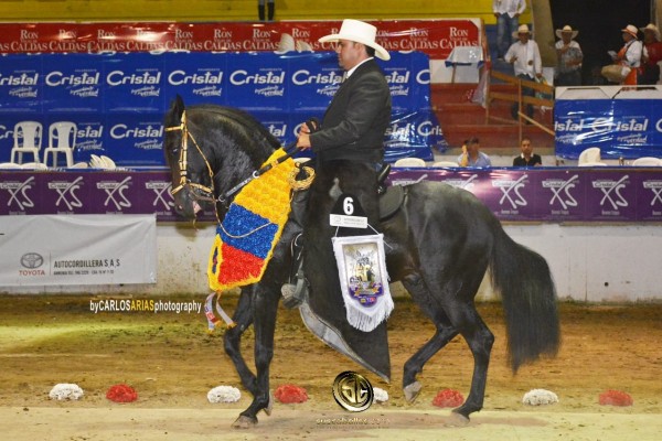 https://www.suscaballos.com/VÍDEO: Ferrari hijo de Atractivo Gran Campeón Paso Fino Colombiano, Armenia