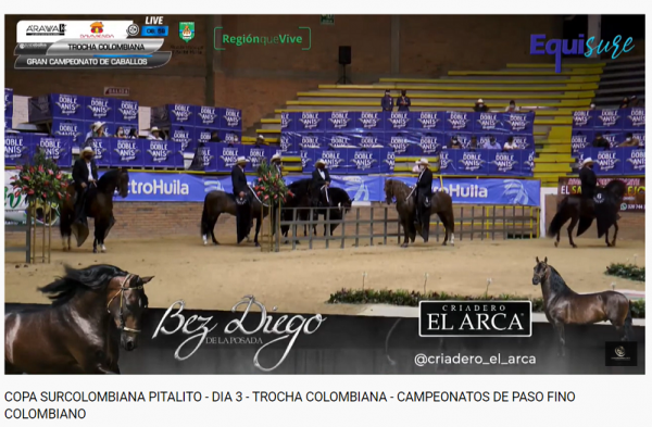 https://www.suscaballos.com/COPA SURCOLOMBIANA PITALITO - DIA 3 - TROCHA COLOMBIANA - CAMPEONATOS DE PASO FINO COLOMBIANO