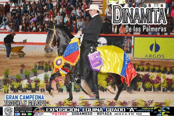 https://www.suscaballos.com/VÍDEO: Dinamita Campeona, Refinera Reservada, Trocha Y Galope, Sogamoso Grado A