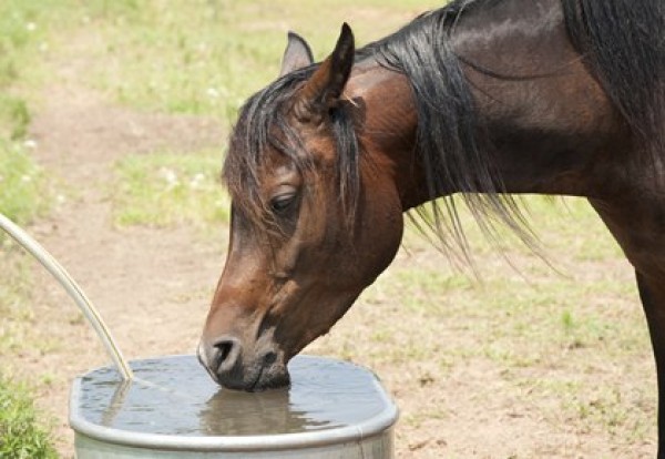 https://www.suscaballos.com/Electrolitos. Un suplemento imprescindible para el caballo de competición
