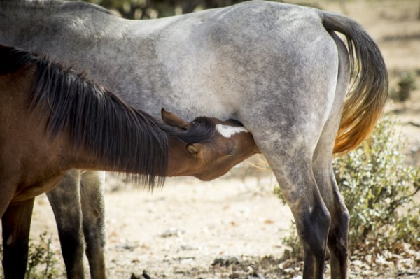 https://www.suscaballos.com/Desarrollo sociocognitivo y emocional de los caballos en el período de lactancia