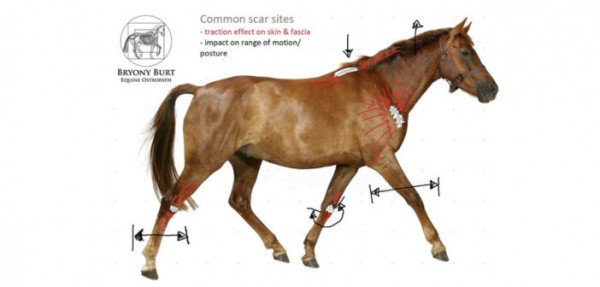 https://www.suscaballos.com/Las cicatrices más habituales de los caballos