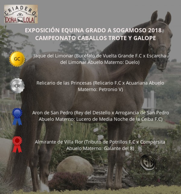 https://www.suscaballos.com/VÍDEO: Jaque Campeón, Relicario Reservado Trote Y Galope, Sogamoso 2018