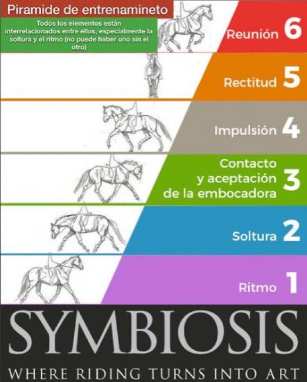 https://www.suscaballos.com/Pie a tierra, los fundamentos de la educación de tu caballo