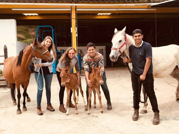 https://www.suscaballos.com/@foalcare_medicinadepotros: Empresa especializada en el cuidado de los potros!!!