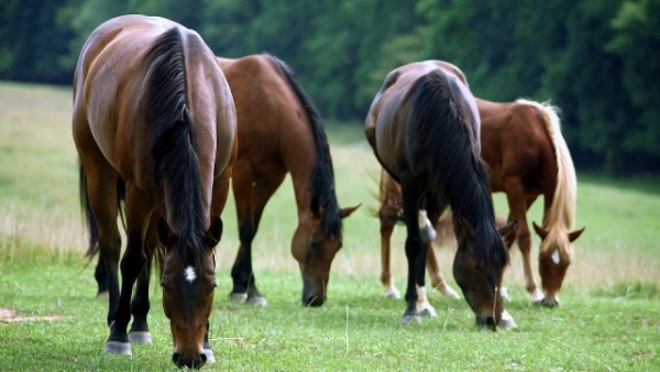 https://www.suscaballos.com/VÍDEO: Como Alimentar Al Caballo De Forma Balanceada