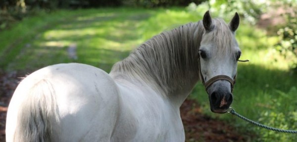 https://www.suscaballos.com/Los caballos disminuyen el número de parpadeos cuando están estresados