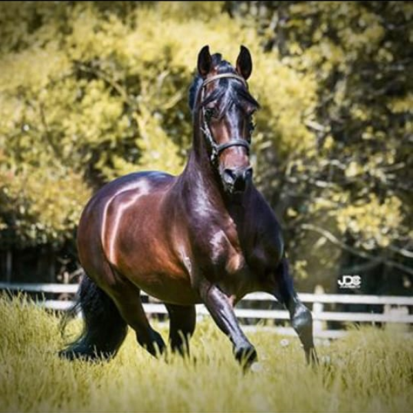 https://www.suscaballos.com/INDUSTRIA DEL CABALLO CRIOLLO COLOMBIANO HA PERDIDO $7.500 MILLONES POR EL COVID-19