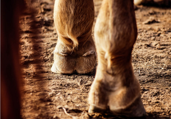 https://www.suscaballos.com/Laminitis, prevención y cuidados
