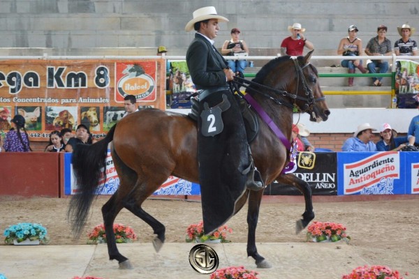 https://www.suscaballos.com/RESULTADOS Trote Y Galope, X Copa Los Santanderes Grado A Cúcuta!!