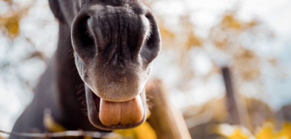 https://www.suscaballos.com/Lamer y masticar, ¿sumisión o estrés?