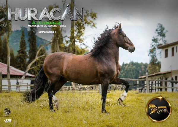 https://www.suscaballos.com/Huracan de La Esmeralda, el múltiple campeón hijo de Mensajero de Rancho Tekas