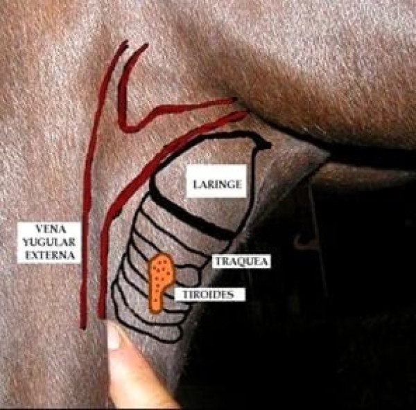 https://www.suscaballos.com/El papel de la tiroides en El caballo atleta