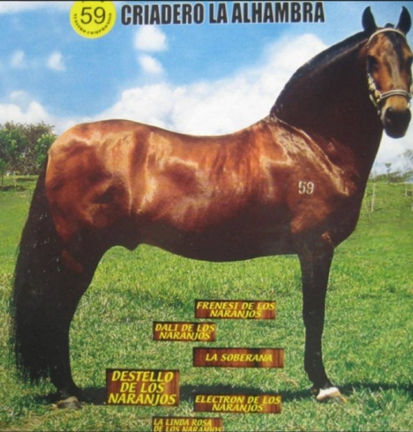 https://www.suscaballos.com/Destello y lucero de los naranjos 