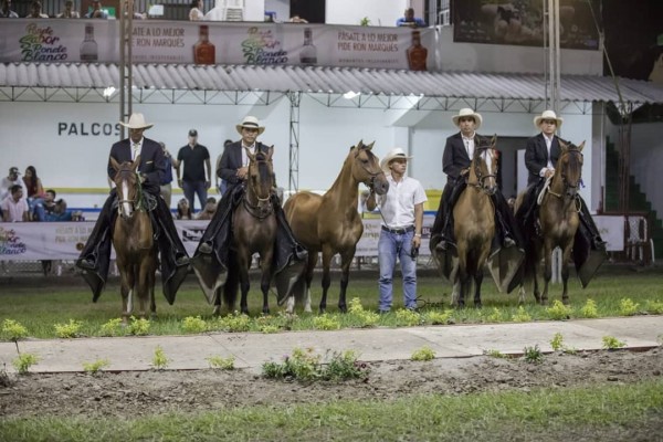 https://www.suscaballos.com/Premio Mayor De San Marcos Declarado Jefe de Raza En Buga 2018