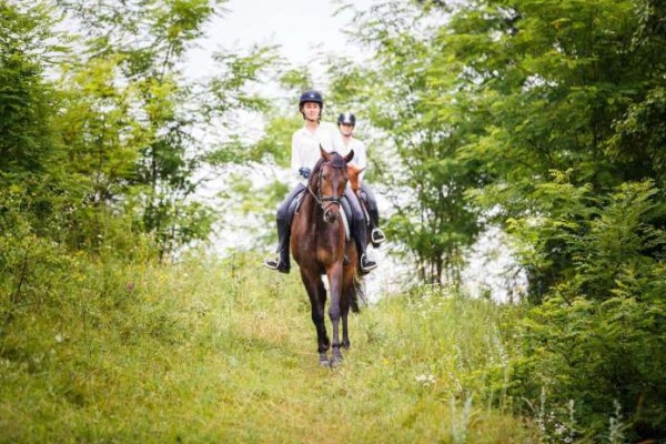 https://www.suscaballos.com/El caballo nervioso: cómo ayudarle