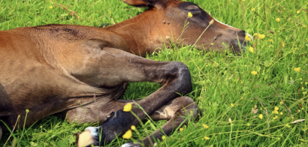 https://www.suscaballos.com/¿Los caballos tienen trastornos del sueño?