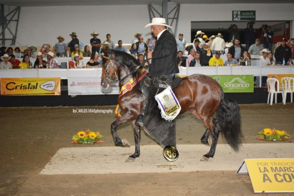 https://www.suscaballos.com/VÍDEO: Galilea Campeona, Iluminada Reservada, Trocha Colombiana, Manizales 2018