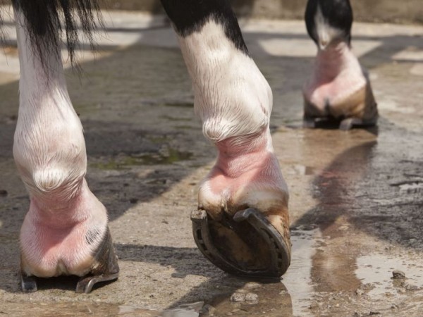 https://www.suscaballos.com/Causas más frecuentes de abscesos en los cascos