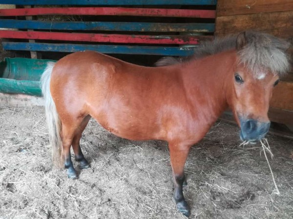 https://www.suscaballos.com/SE VENDE PAREJA DE PONYS