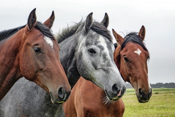 https://www.suscaballos.com/Maneras de que el caballo confíe en ti!